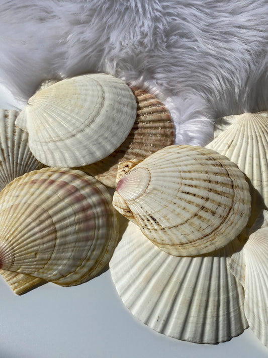Mermaid Shell Plate | Medium