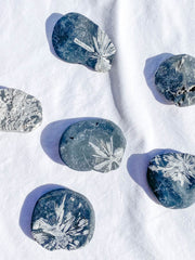 Chrysanthemum Natural Stone | Medium