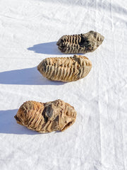 Trilobites Fossil