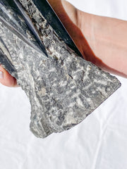 Orthoceras Tower 2.7kg