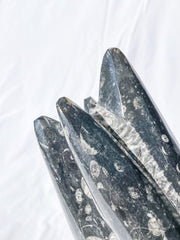 Orthoceras Tower 2.7kg