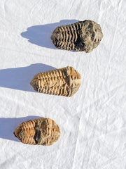 Trilobites Fossil