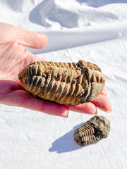 Trilobites Fossil