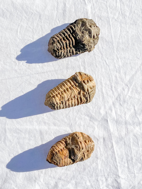 Trilobites Fossil