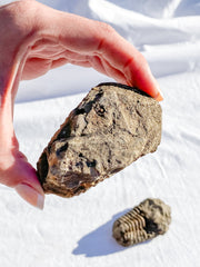 Trilobites Fossil