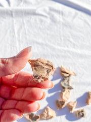 Leopardite Natural | Mini