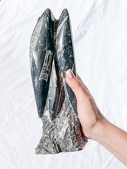 Orthoceras Tower 2.7kg