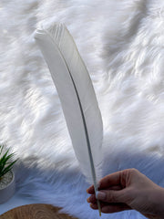 White Peacock Cleansing Feather Ethically Sourced