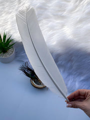 White Peacock Cleansing Feather Ethically Sourced