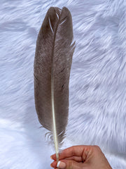 Natural Peacock Ceremonial Feather Ethically Sourced