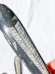 Orthoceras Fossil | Large