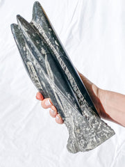 Orthoceras Tower 2.7kg
