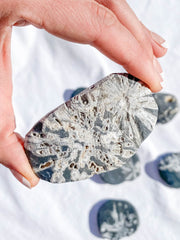 Chrysanthemum Natural Stone | Medium