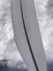 White Peacock Cleansing Feather Ethically Sourced