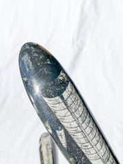 Orthoceras Fossil | Large
