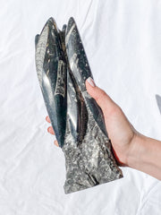 Orthoceras Tower 2.7kg