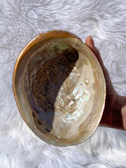 Abalone Shell Natural with Painted Back | Large